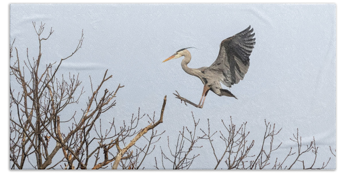 Great Blue Heron Beach Towel featuring the photograph Great Blue Heron 2014-4 by Thomas Young