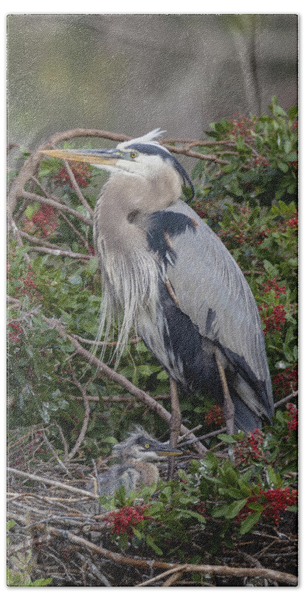 Great Beach Towel featuring the photograph Great Blue Heron and nestling by David Watkins
