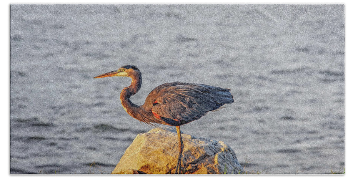 Ardea Herodias Beach Sheet featuring the photograph Great Blue Heron at sunset by Patrick Wolf