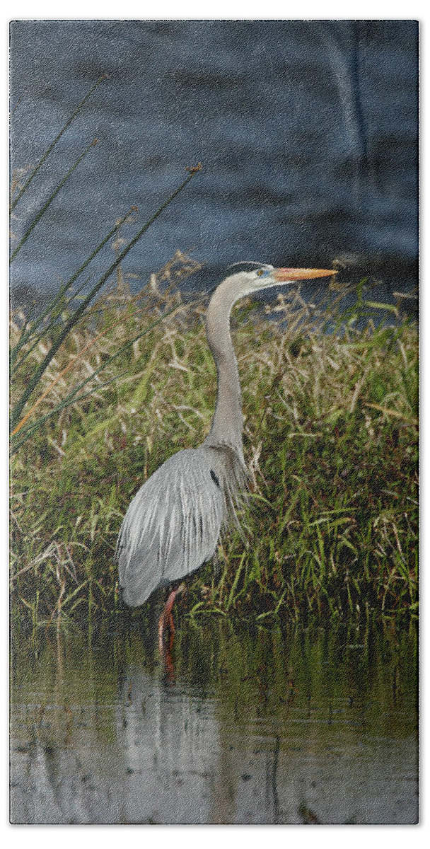Great Blue Heron Beach Sheet featuring the photograph Great Blue Heron by Cindi Ressler