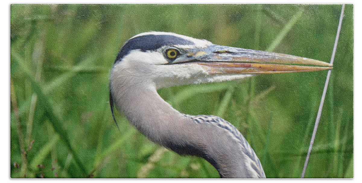 Denise Bruchman Beach Towel featuring the photograph Great Blue Heron Close-up by Denise Bruchman
