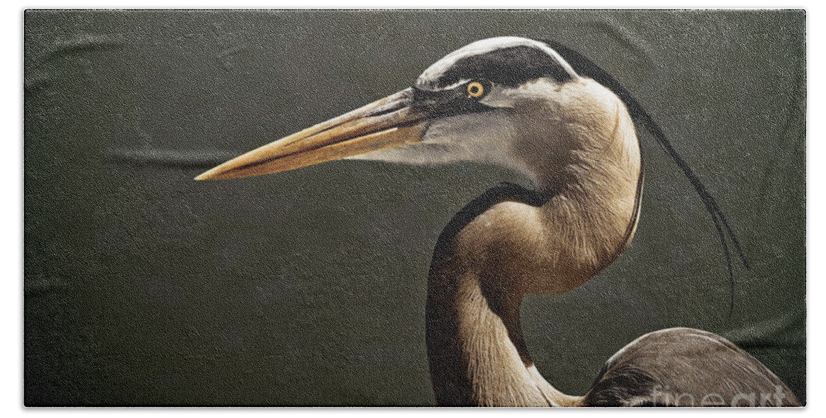 America Beach Towel featuring the photograph Great Blue Heron Close Up Portrait by Stefano Senise