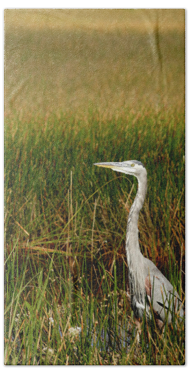 Florida Beach Sheet featuring the photograph Great Blue Heron by Eric Foltz