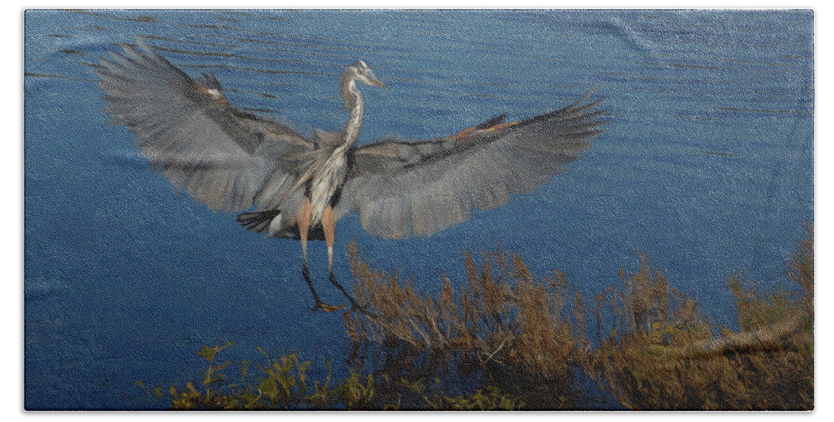 Animals Beach Sheet featuring the digital art Great Blue Heron Landing by Ernest Echols