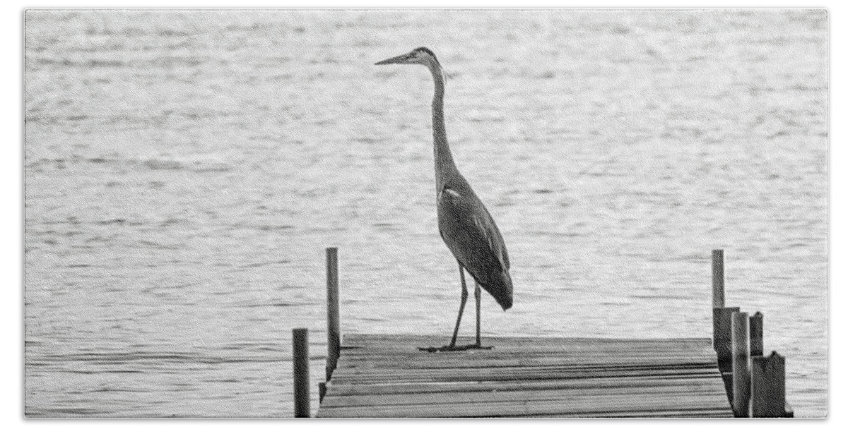 Great Blue Heron Beach Sheet featuring the photograph Great Blue Heron on Dock - Keuka Lake - BW by Photographic Arts And Design Studio