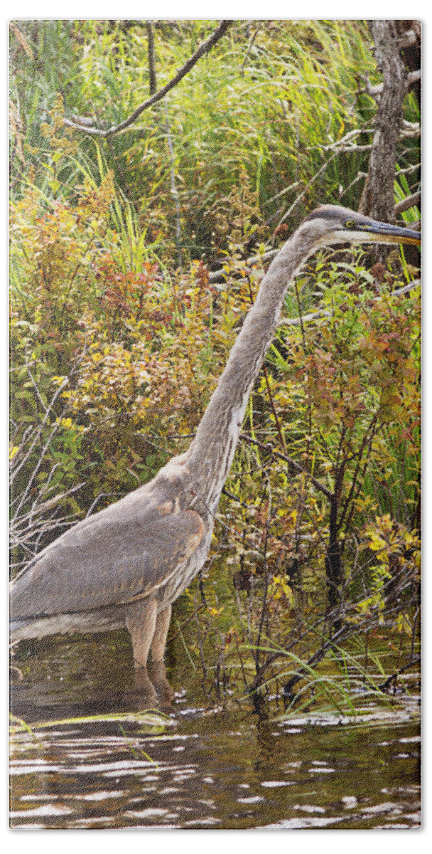Heron Beach Towel featuring the photograph Great Blue Heron by Peter J Sucy