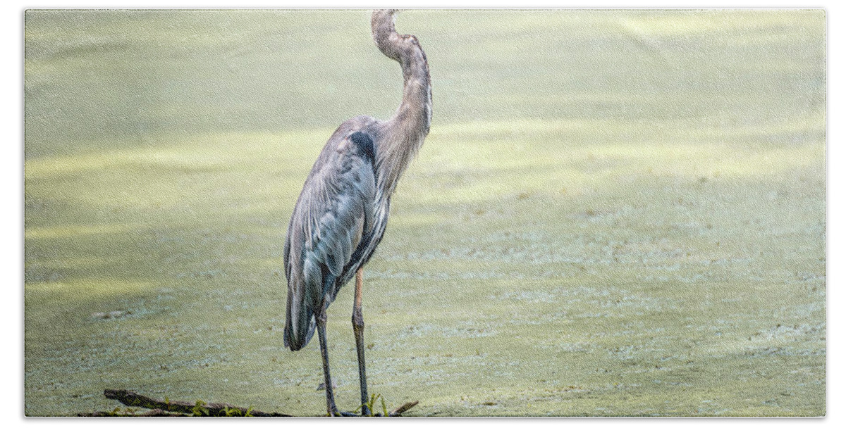 Great Blue Heron Beach Towel featuring the photograph Great Blue Heron standing in a marsh by Patrick Wolf