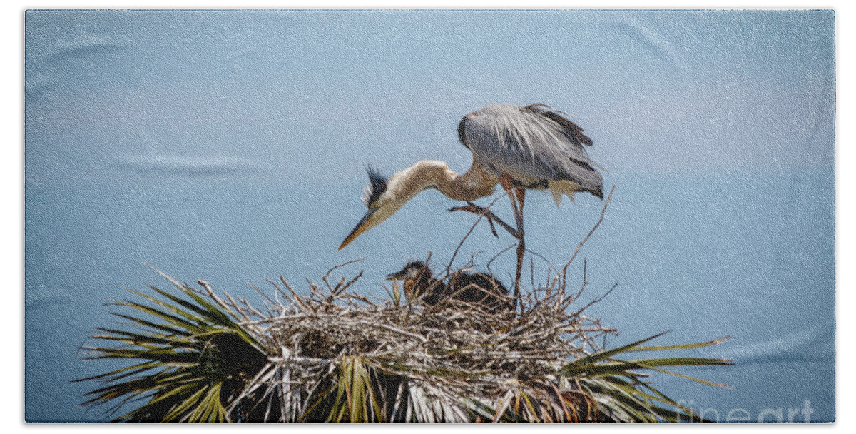 Great Blue Heron Beach Towel featuring the photograph Great Blue with young by Les Greenwood