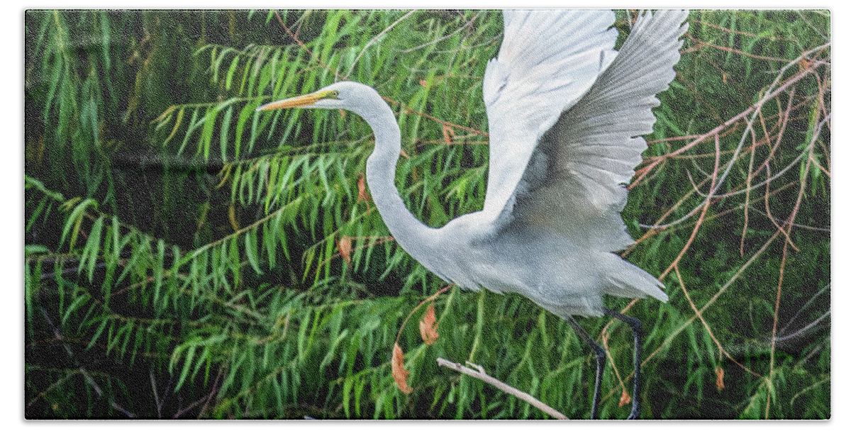 Great Beach Towel featuring the photograph Great Egret 7033-092116-2cr by Tam Ryan