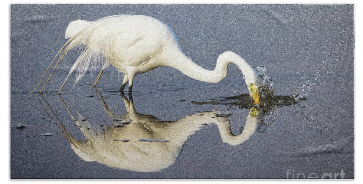 Egrets Beach Towel featuring the photograph Great Egret Diving For Lunch by DB Hayes