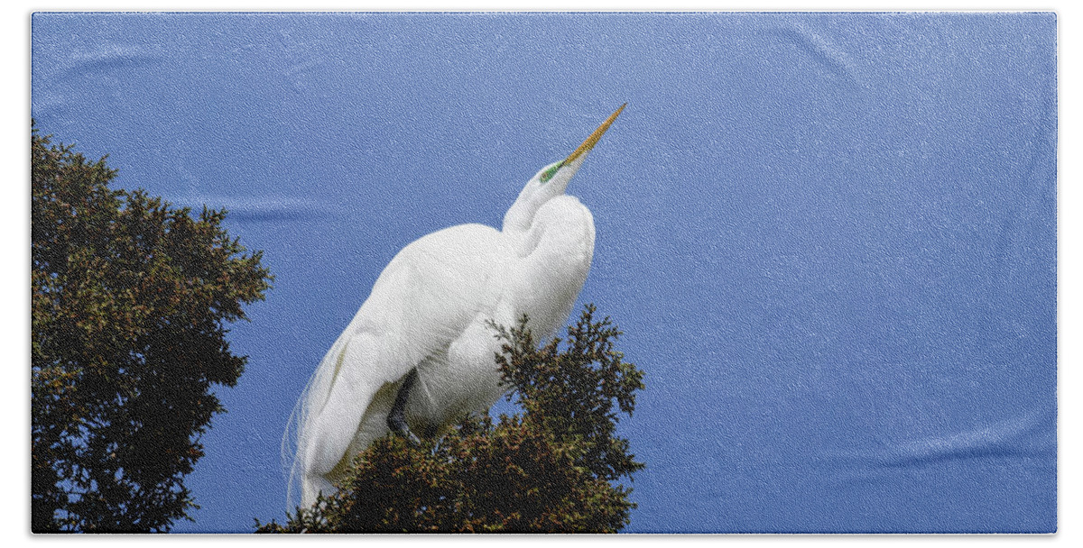 Birds Beach Sheet featuring the photograph Great Egret by Gary Wightman