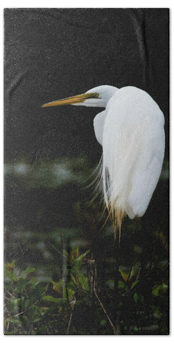 Bird Beach Towel featuring the photograph Great Egret by Jody Partin