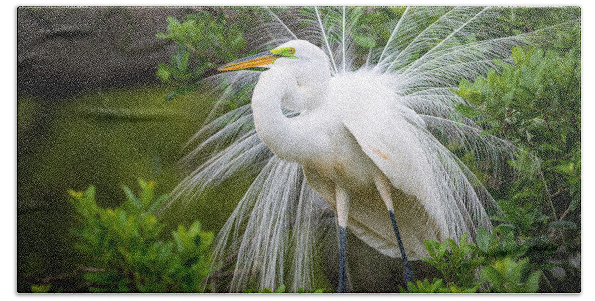 Bird Beach Towel featuring the photograph Great Egret Nesting St. Augustine Florida Coastal Bird Nature by Dave Allen
