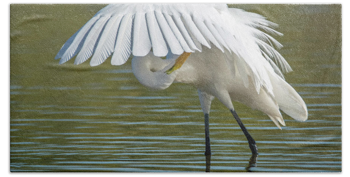 Great Beach Towel featuring the photograph Great Egret Preening 8821-102317-2 by Tam Ryan