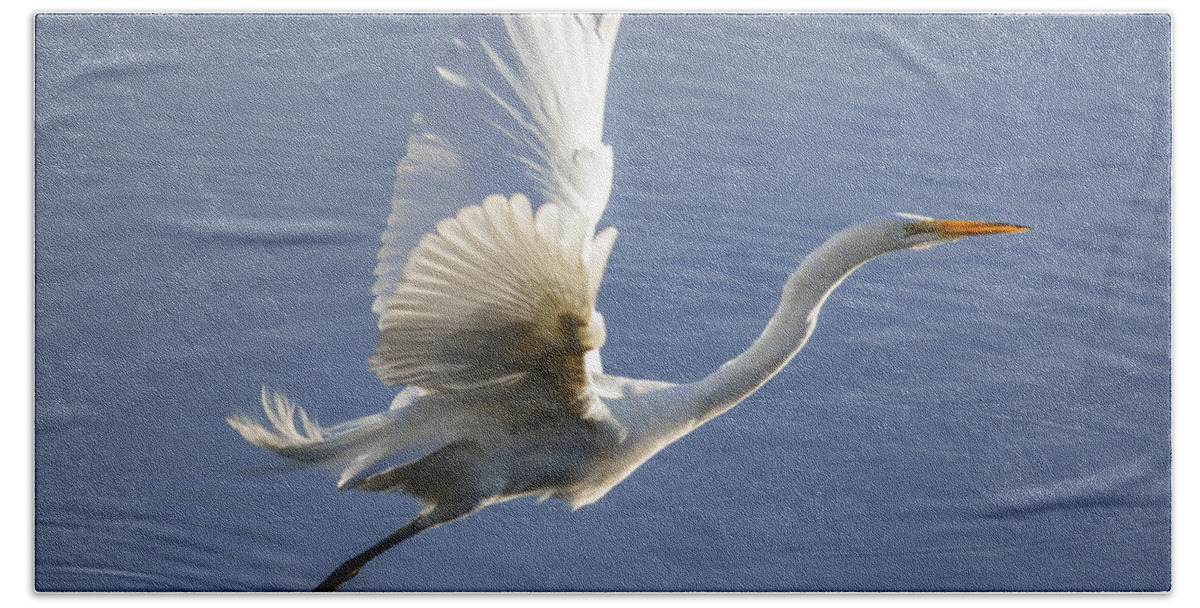 Nature Beach Towel featuring the photograph Great Egret Taking Flight by Brian Tada