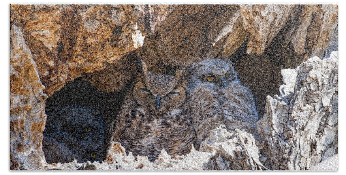 Great Horned Owl Beach Towel featuring the photograph Great Great Horned Owl Mother by Mindy Musick King