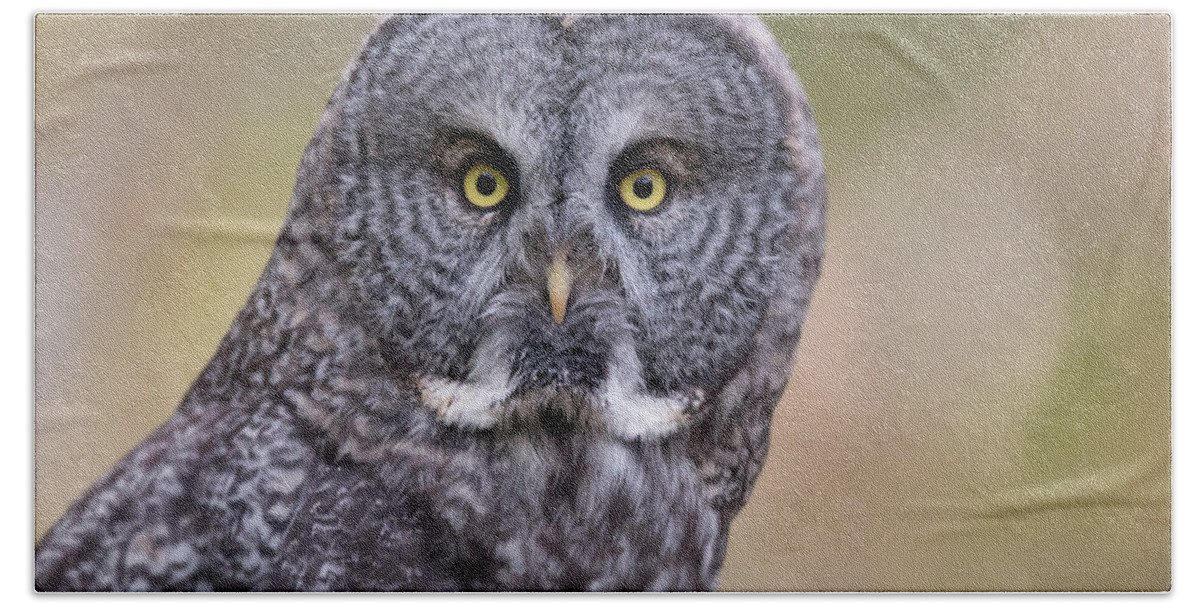 Birds Beach Towel featuring the photograph Great Grey Owl by Celine Pollard