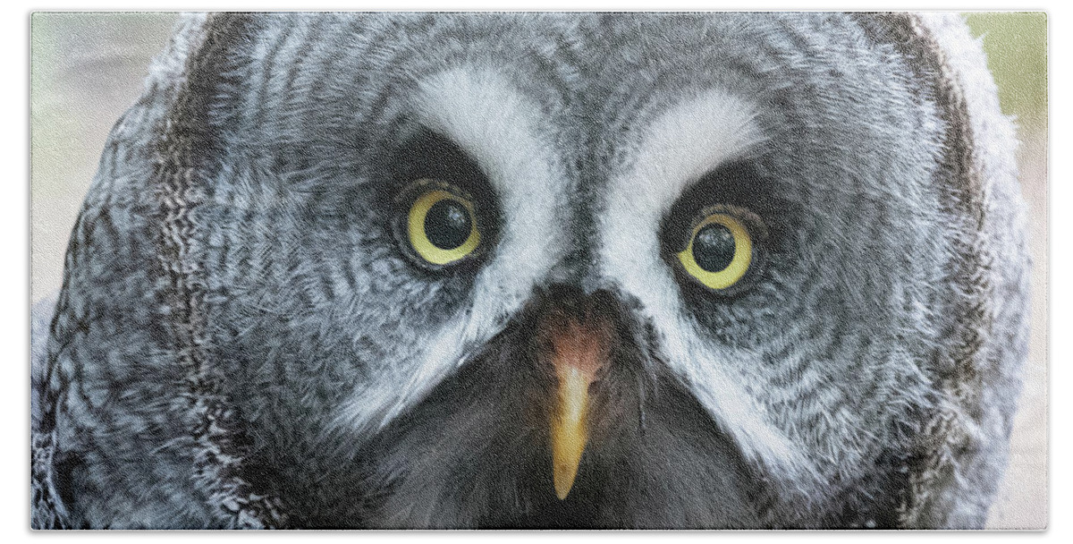 Owl Beach Towel featuring the photograph Great Grey owl closeup by Jane Rix