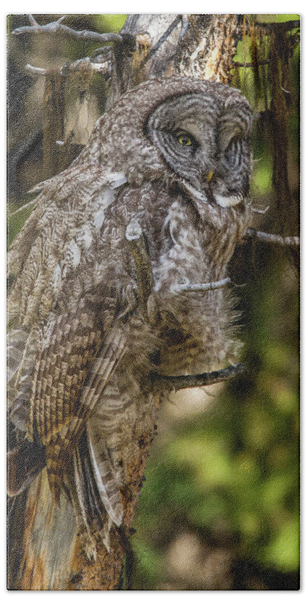 Windy Beach Towel featuring the photograph Great Grey Owl In Windy Spring by Yeates Photography