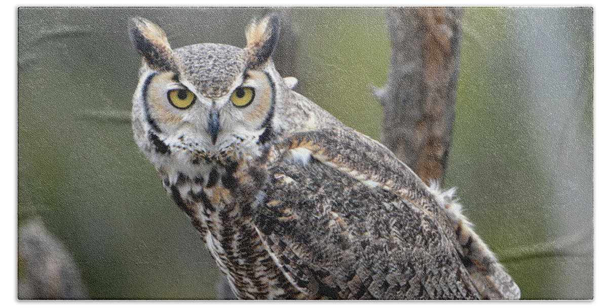 Denise Bruchman Beach Towel featuring the photograph Great Horned Owl by Denise Bruchman