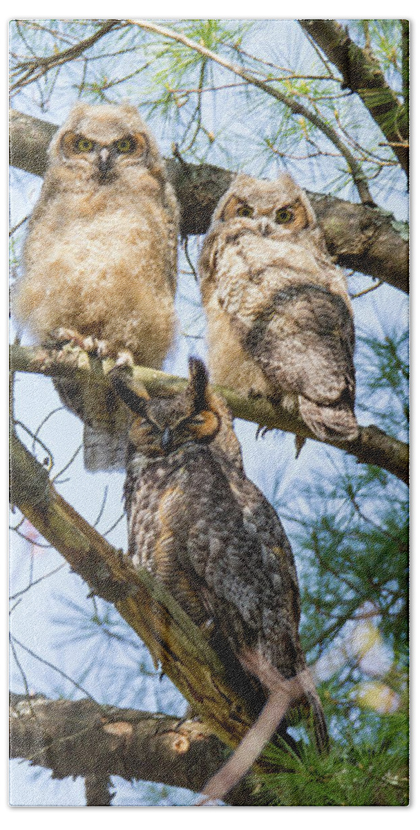 Great Horned Owl Beach Towel featuring the photograph Great Horned Owl Family by Darryl Hendricks