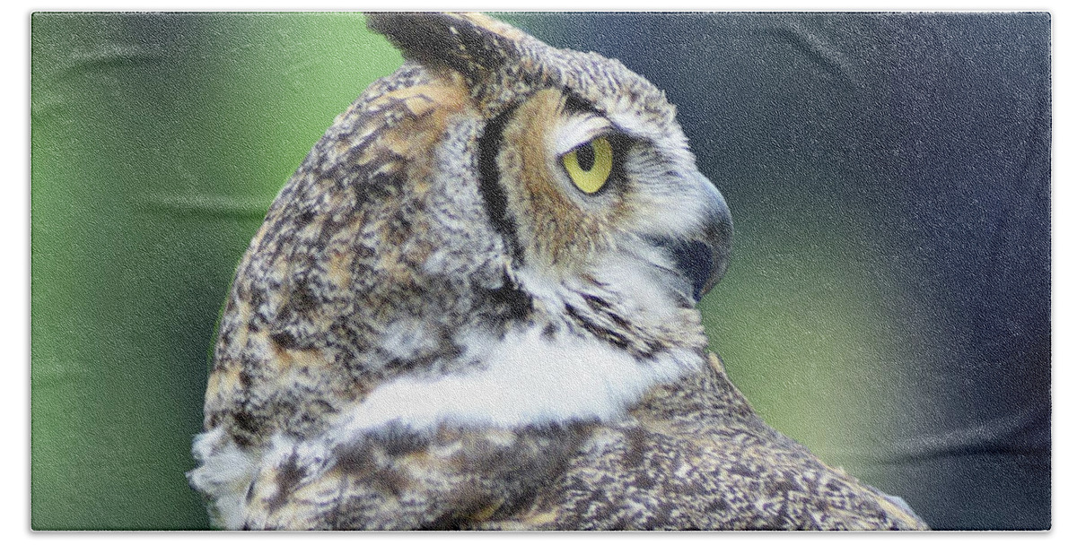 Great Horned Owl Beach Towel featuring the photograph Great Horned Owl Profile by Kathy Kelly