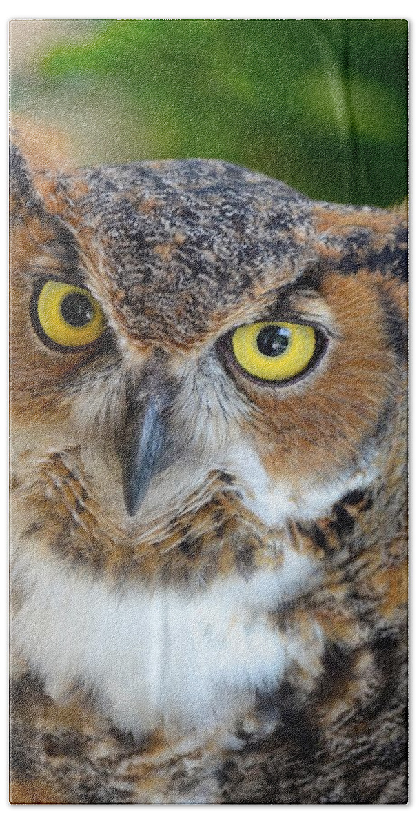 Owl Beach Towel featuring the photograph Great Horned Owl by Richard Bryce and Family