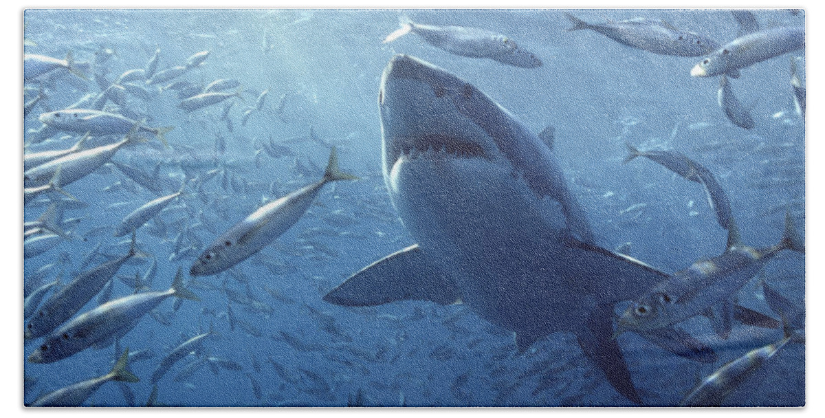 Mp Beach Towel featuring the photograph Great White Shark Carcharodon by Mike Parry