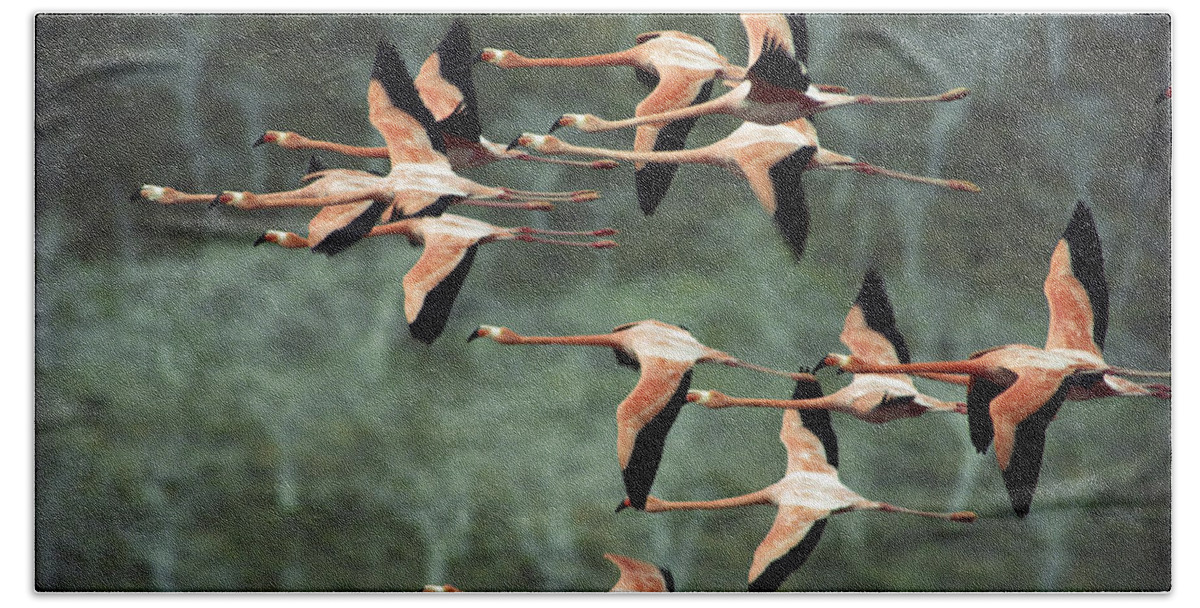 Mp Beach Towel featuring the photograph Greater Flamingo Phoenicopterus Ruber by Tui De Roy