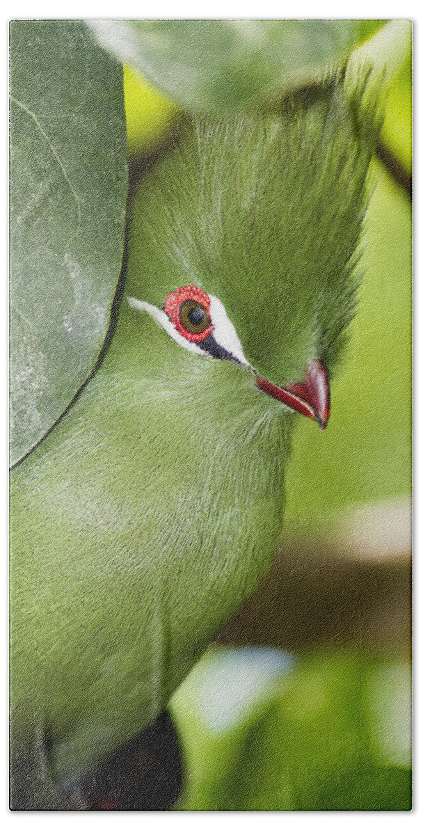 Bird Beach Sheet featuring the photograph Green Turaco Bird Portrait by Bob Slitzan