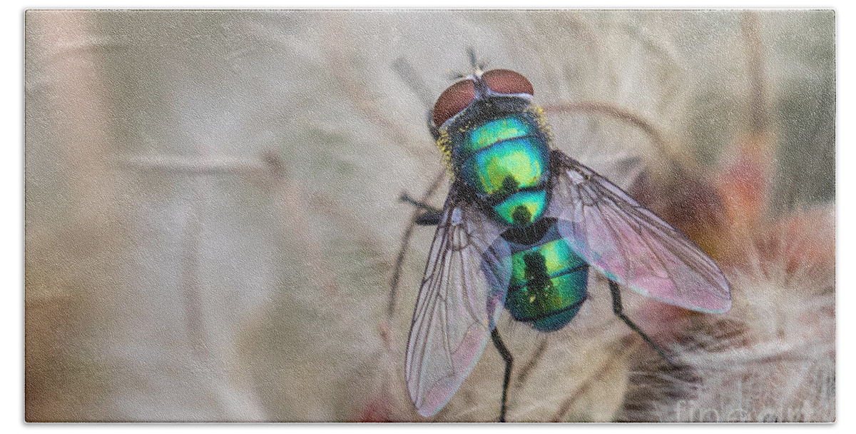 Animal Beach Towel featuring the photograph Green bottle fly by Jivko Nakev