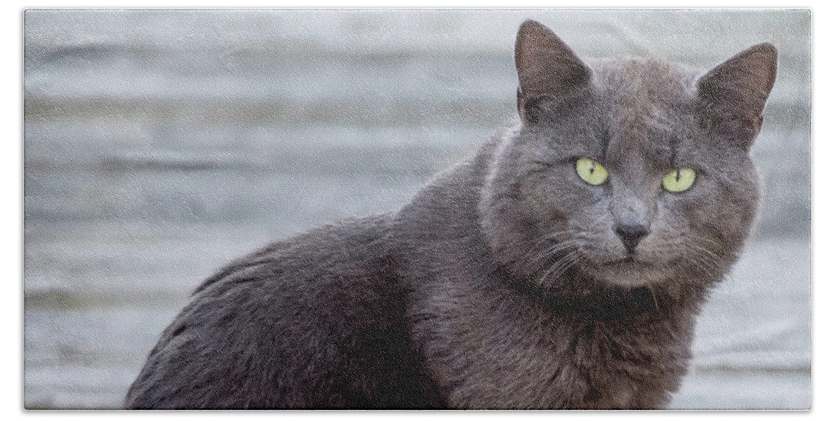 Terry D Photography Beach Sheet featuring the photograph Green Eye Stare Cat Square by Terry DeLuco