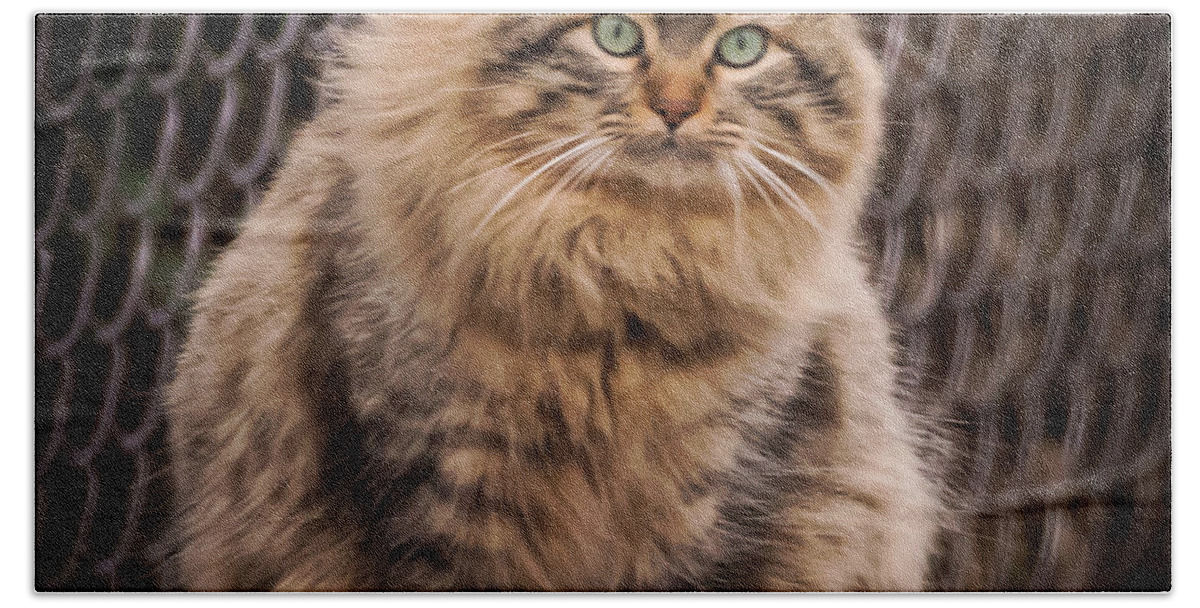 Terry D Photography Beach Sheet featuring the photograph Green Eyes Maine Coon Cat by Terry DeLuco