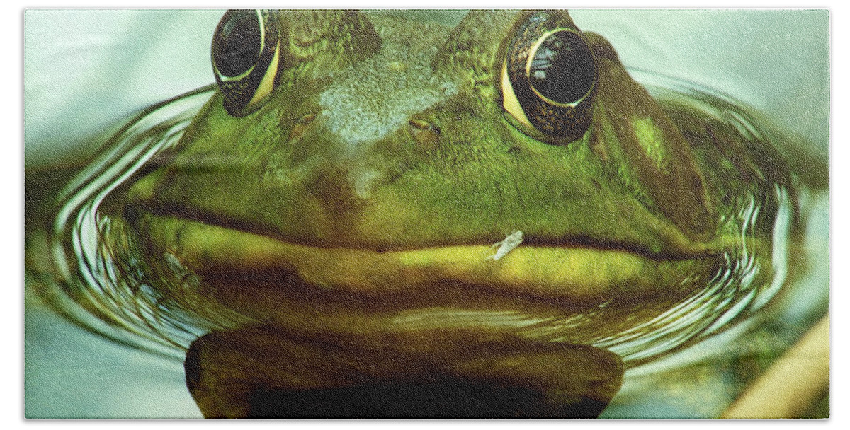 Frog Beach Towel featuring the photograph Green Frog by Michael Peychich