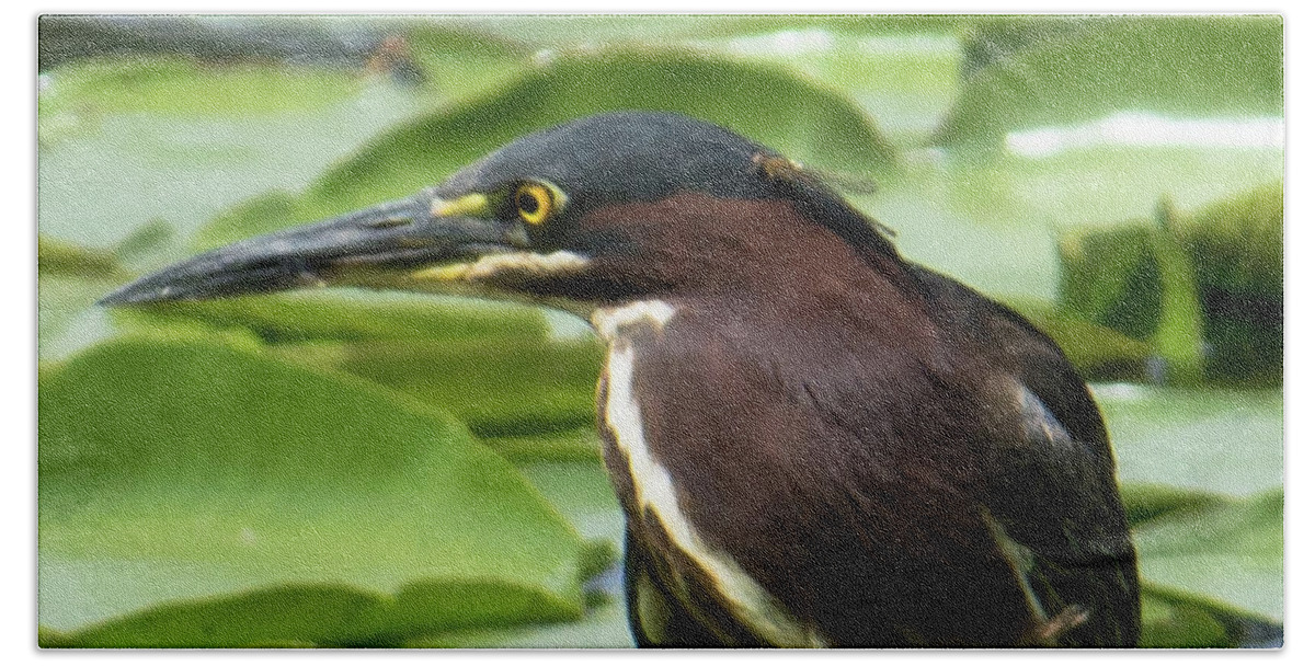 Green Heron Beach Towel featuring the photograph Green Heron with Damselfly by Michael Hall