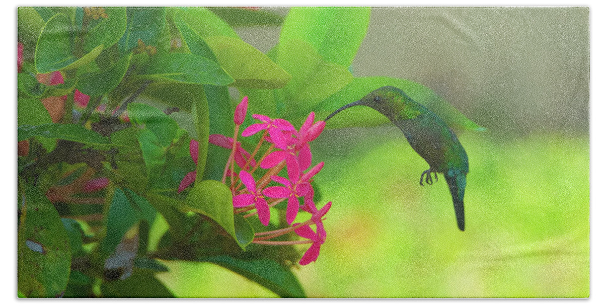 20170824 Beach Towel featuring the photograph Green Hummingbird on Red Flowers USVI by Jeff at JSJ Photography