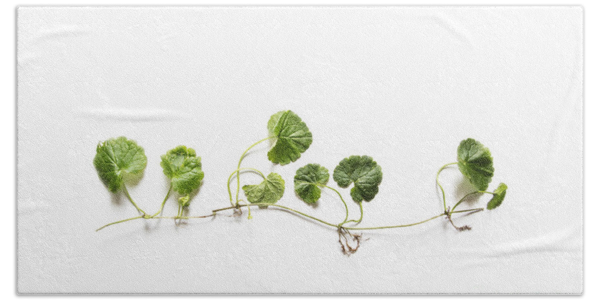 Green Leaves Beach Towel featuring the photograph Green Leaves by Elena Nosyreva