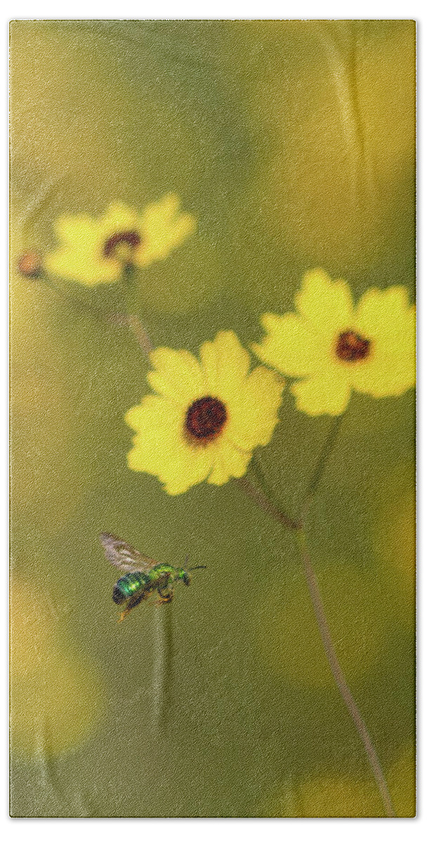 Bee Beach Sheet featuring the photograph Green Metallic Bee by Paul Rebmann