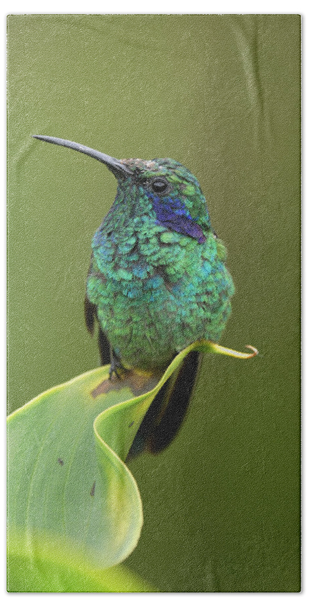Mp Beach Towel featuring the photograph Green Violet-ear Hummingbird by Thomas Marent