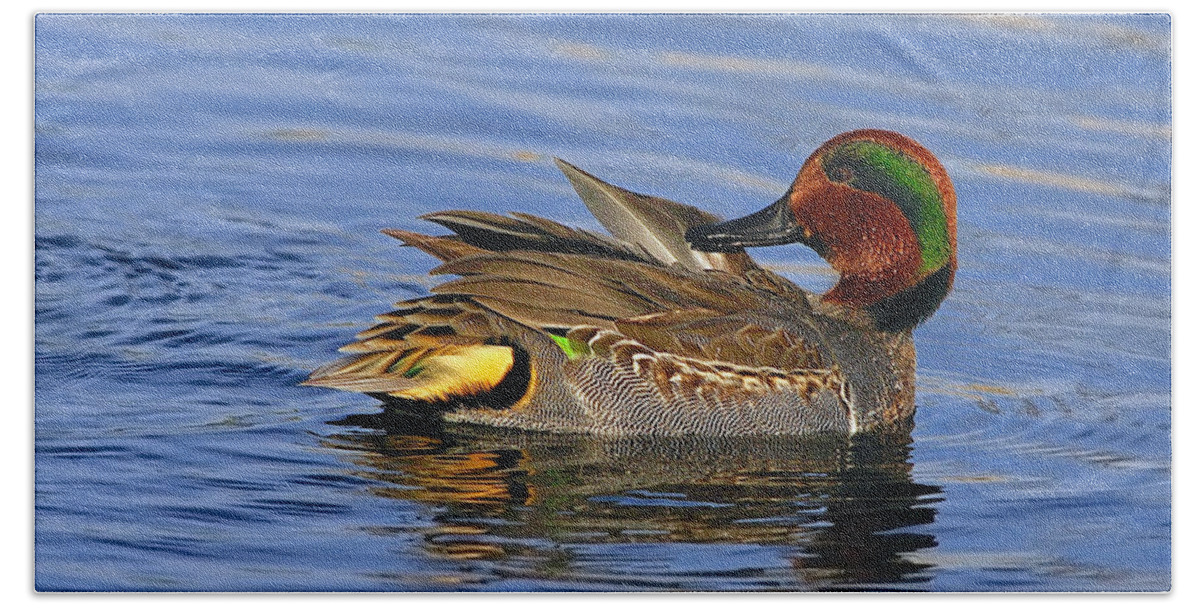 Green-winged Teal Beach Towel featuring the photograph Green-winged Teal by Tony Beck