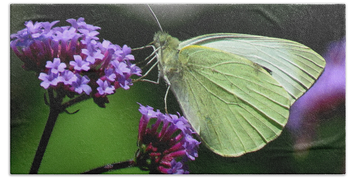 Butterfly Beach Sheet featuring the photograph Green Wings by John Topman