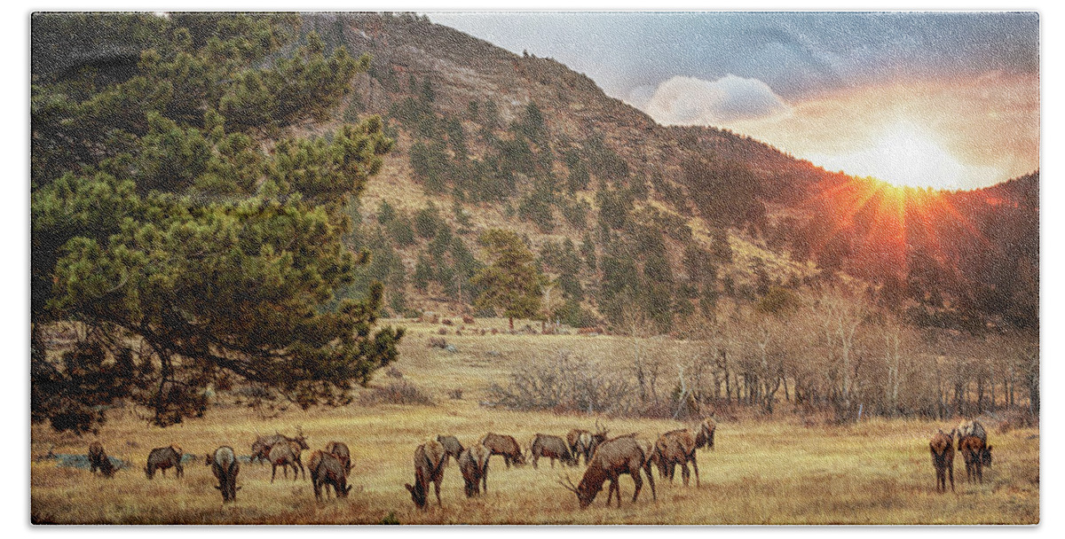 Elk Beach Towel featuring the photograph Greeting a New Day by Susan Rissi Tregoning