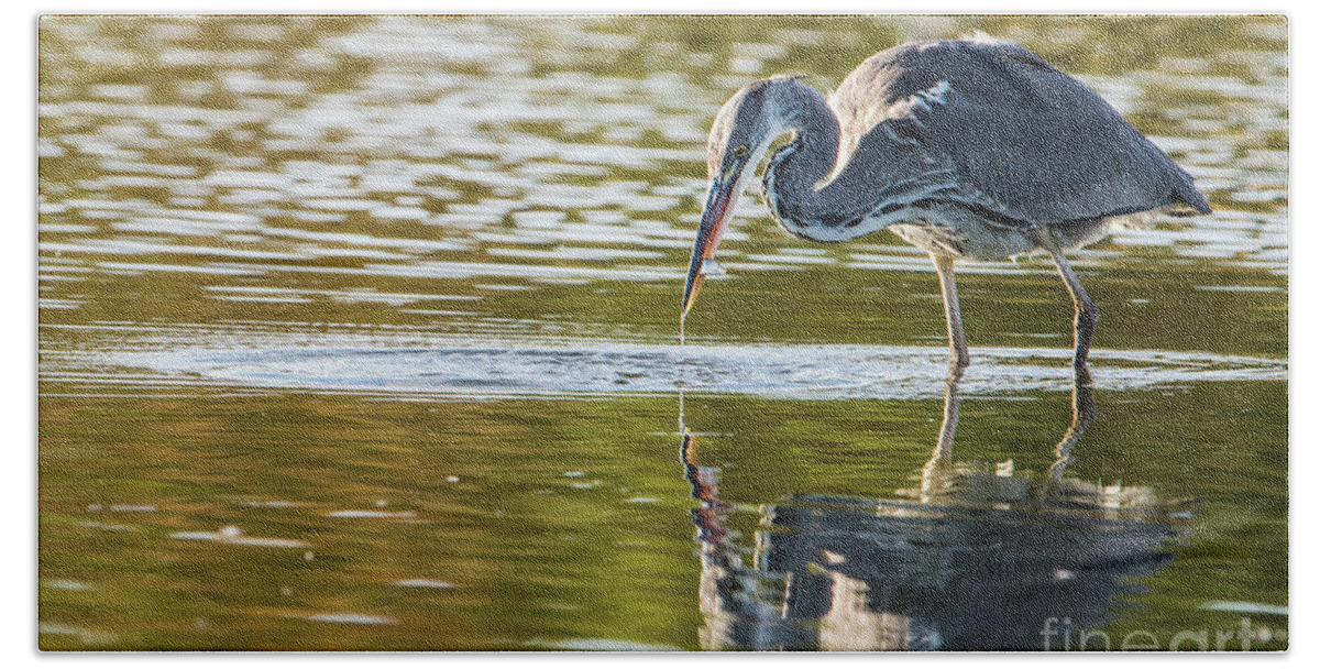 Grey Heron Beach Towel featuring the photograph Grey Herons Catch by Torbjorn Swenelius