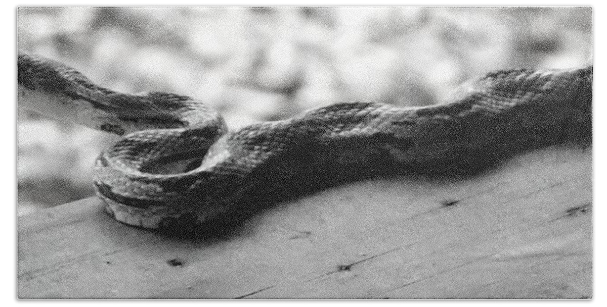 Snake Beach Towel featuring the photograph Grey Rat Snake by Julie Pappas