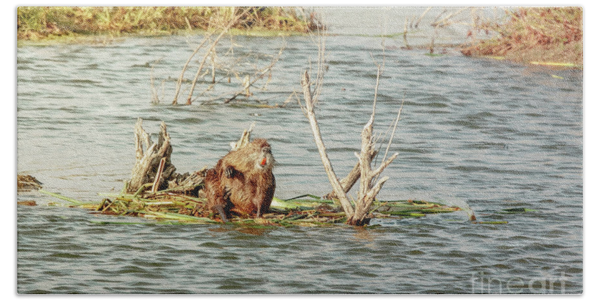 Animal Beach Towel featuring the photograph Grinning Nutria On Reeds by Robert Frederick