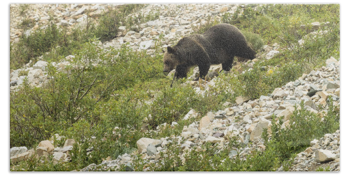 Grizzly Beach Towel featuring the photograph Grizzly Bear Nearing the Bottom of the Mountain No. 2 by Belinda Greb