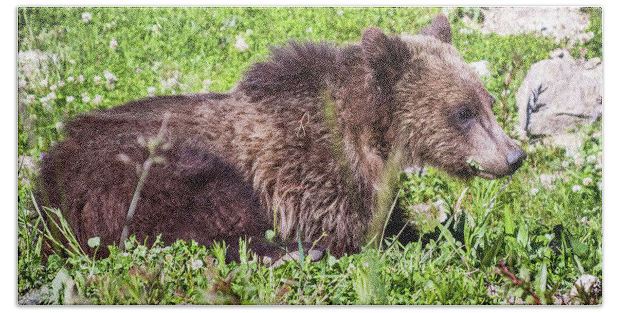 Grass Beach Sheet featuring the photograph Grizzly Cub by Brandon Bonafede