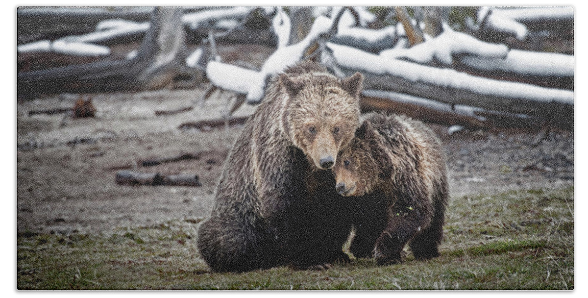 Bears Beach Towel featuring the photograph Grizzly Cub Cuddling with Mother by Scott Read
