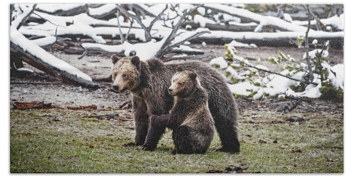 Bears Beach Sheet featuring the photograph Grizzly Cub Holding Mother by Scott Read