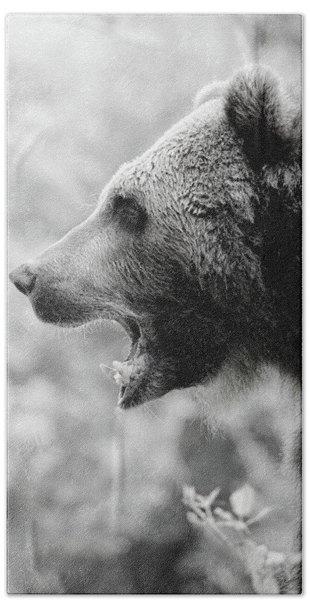 Grizzly Beach Towel featuring the photograph Grizzly Growl Black and White by Athena Mckinzie